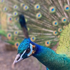 Meet your Posher, Srinuan